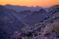 Ocotillo Dawn