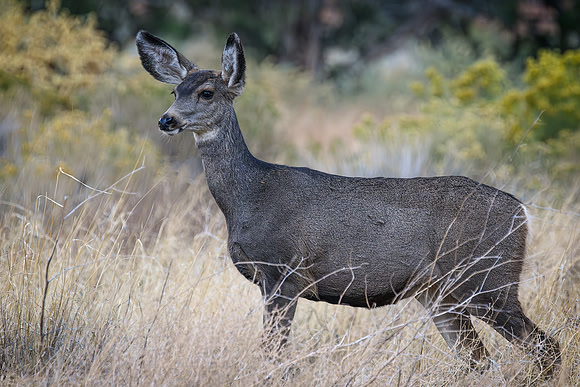 Echo Park - Mule Deer