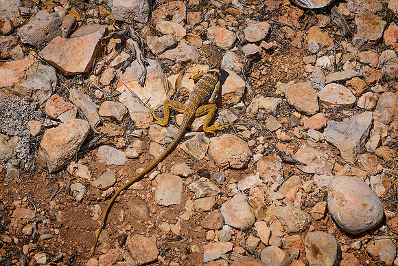 Collared Visitor