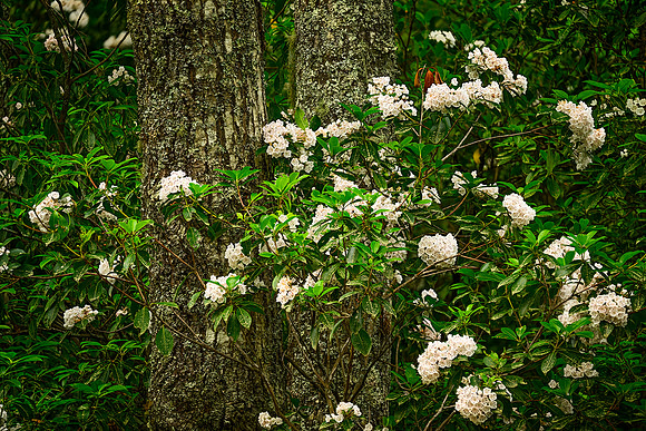 Laurel Showcase