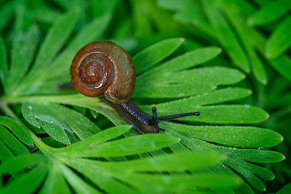 Snail Speed