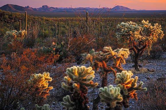Cholla Sunset