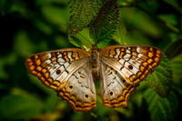 Butterfly Pavilion