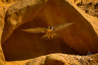 Torrey Pines SNR Peregrine Falcons