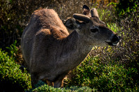 Point Lobos SNR
