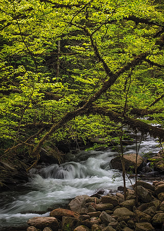 Elkmont