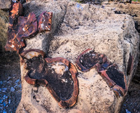 Concretion Reveal