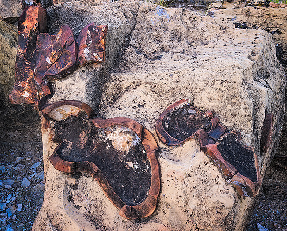 Concretion Reveal