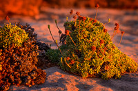 Succulent Sunrise