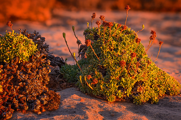 Succulent Sunrise