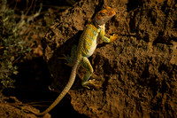 Reptilian Gaze