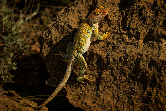 Reptilian Gaze