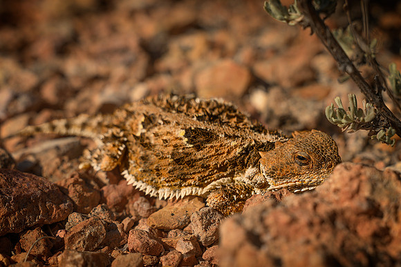 Not Toad