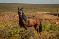 Desert Mare