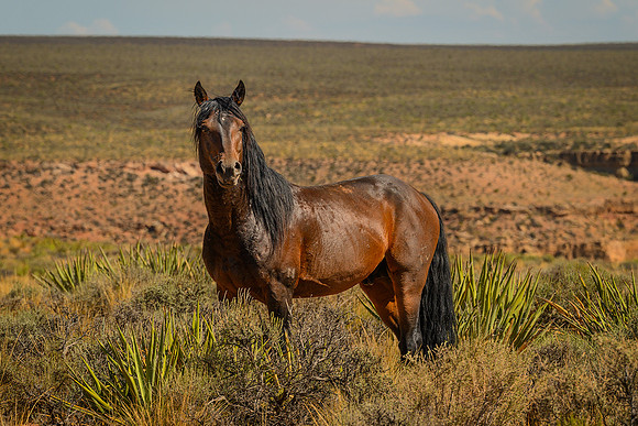 Desert Mare