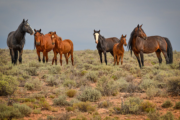 Wild Horses