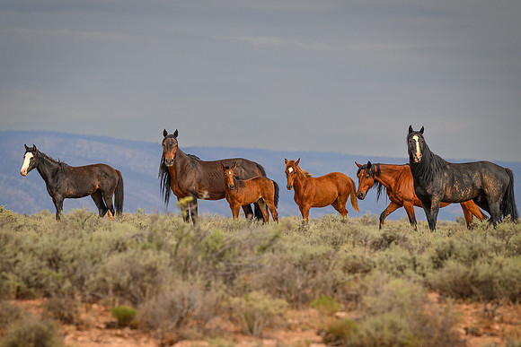 Wild Horses