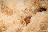 Fossil Emerges