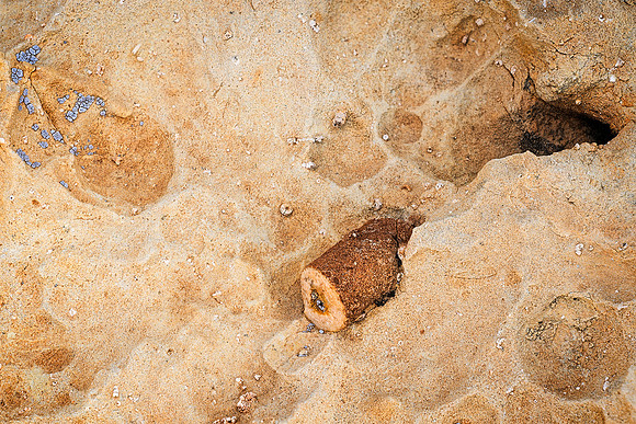 Fossil Emerges