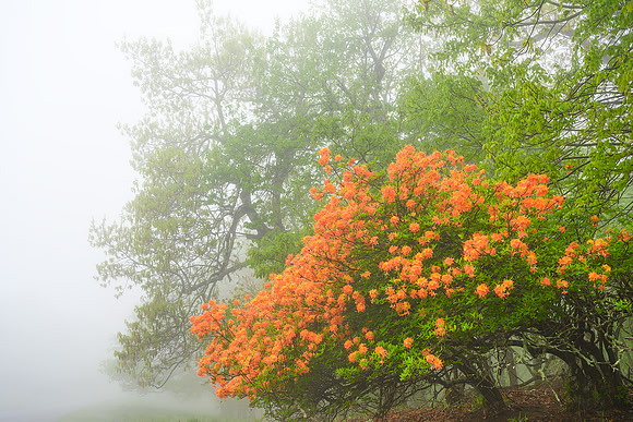 Foggy Flame