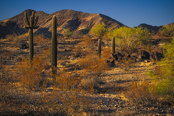 Desert Calm