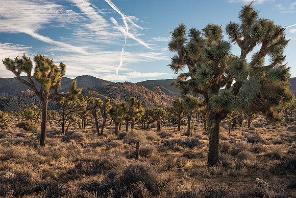 Joshua Forest