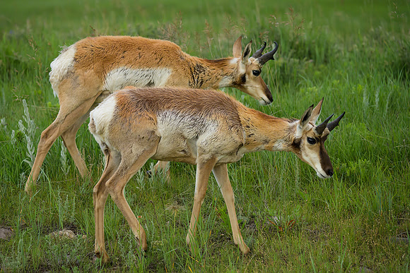 Evening Graze