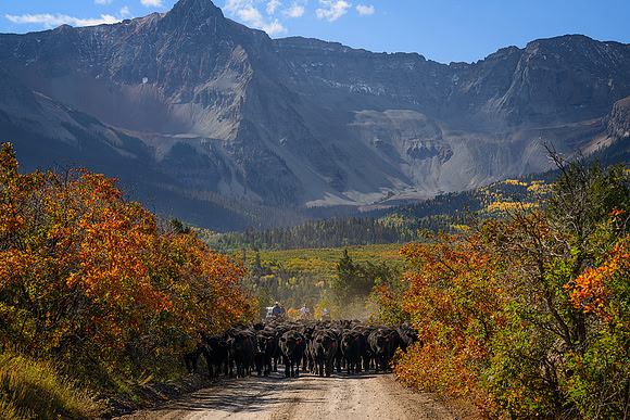 Cattle Drive