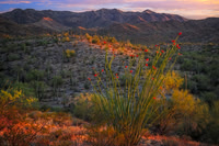 Ocotillo Rays
