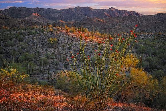 Ocotillo Rays