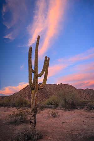 Smoking Saguaro