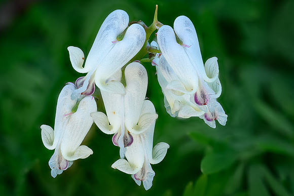 Squirrel Corn