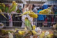 Bird Market