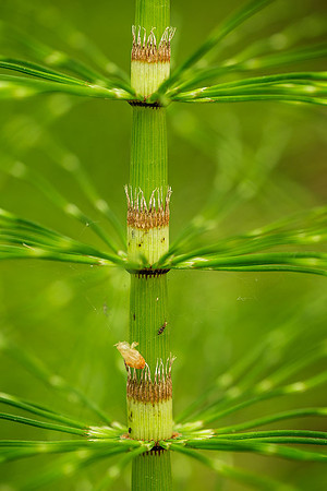 Horsetail Bands