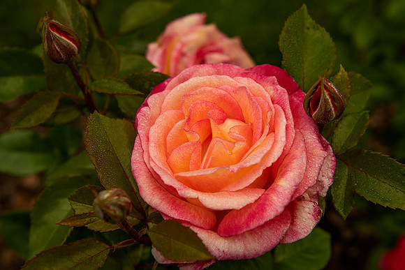 Rose Glow