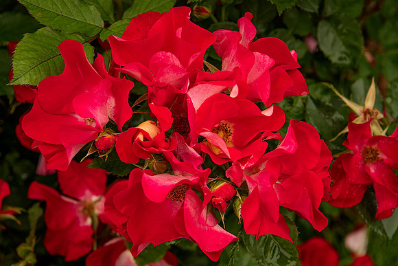 Rosy Cluster