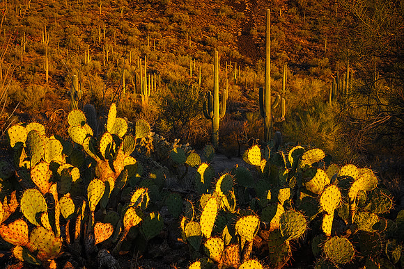 Cacti Evening