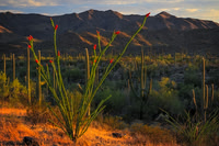 Ocotillo Sunset