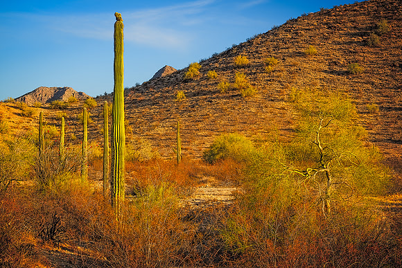 Desert Evening