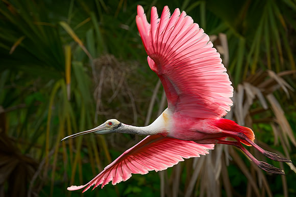 Barbie Bird