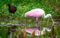 Commune