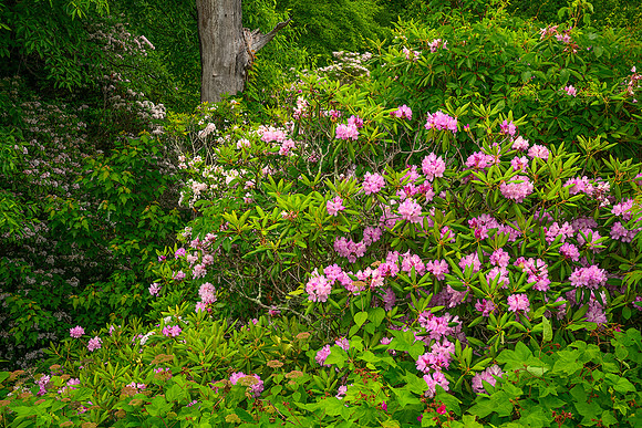 Floral Smorgasbord