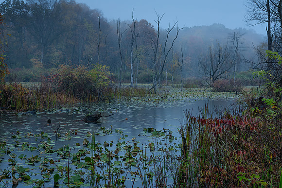 Foggy Dawn