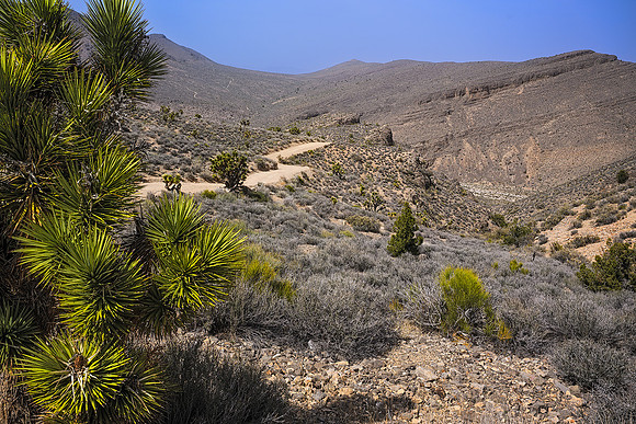 Desert Drab