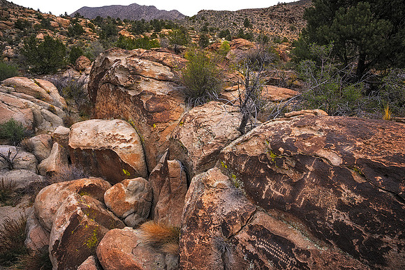 Desert Canvas