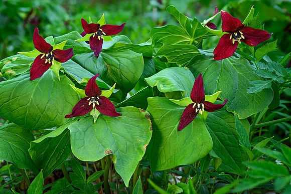 Red Quintet