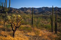 Cactus Evening