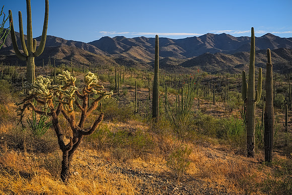 Cactus Evening