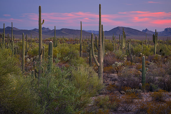 Desert Dusk