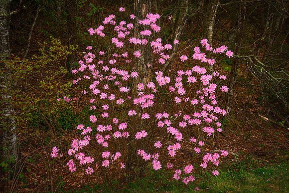 Pretty in Pink